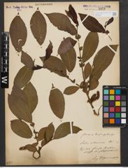 Foto von Salix silesiaca Willd.
